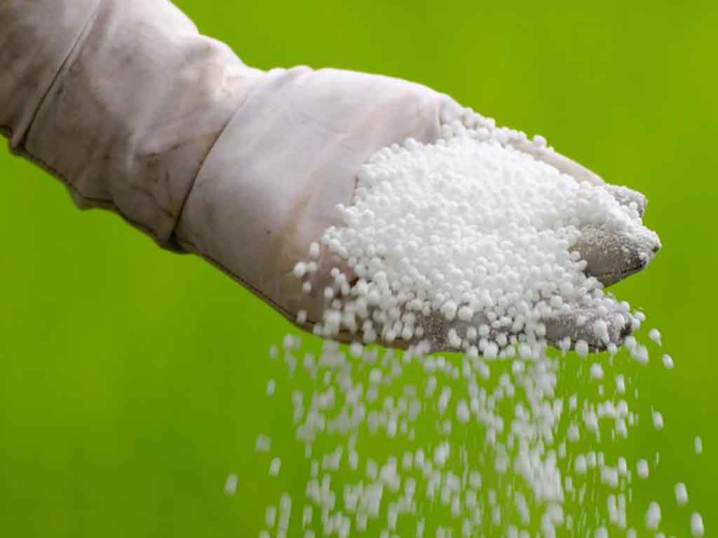 रासायनिक मल आपूर्ति भएपछि किसान उत्साहित