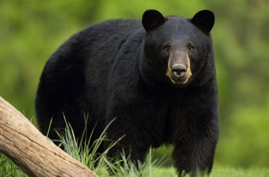 भालुको आक्रमणबाट तनहुँमा एक जना घाइते