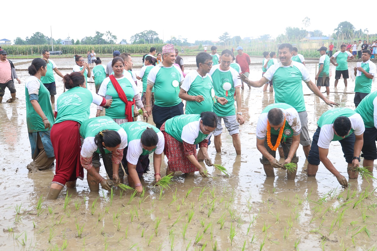 भरतपुरमा मनाइयो धान दिवस एवम् रोपाइँ महोत्सव